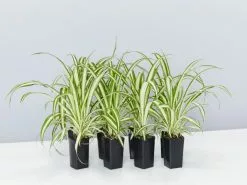 Chlorophytum Comosum Picturatum