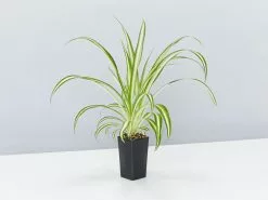The Box Of Houseplants That Can Grow In Water -Plants in a Box Sales Shop Chlorophytum comosum picturatum single 1080x f7312b1f 7f03 4754 89f2 0bd8ea79b6c2