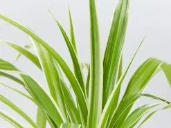 Variegated Spider Plant - Pot + Plant + Soil -Plants in a Box Sales Shop Chlorophytum comosum variegatum Big Babes detail 44db0238 8166 4dc4 bbf4 4db5c2bb9fdb