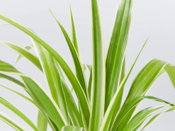 Variegated Spider Plant - Chlorophytum Comosum Variegatum -Plants in a Box Sales Shop Chlorophytum comosum variegatum Big Babes detail 4ab611ae edc9 4781 82cf daa654a6ed4b
