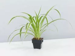 Tropical Mixed Pack 85mm 11 Tropical Mixed Pack 85mm -Plants in a Box Sales Shop Chlorophytum comosum variegatum Big Babes single 1080x 764a6f8d 145b 4a12 a551 8b0d8e0d6885