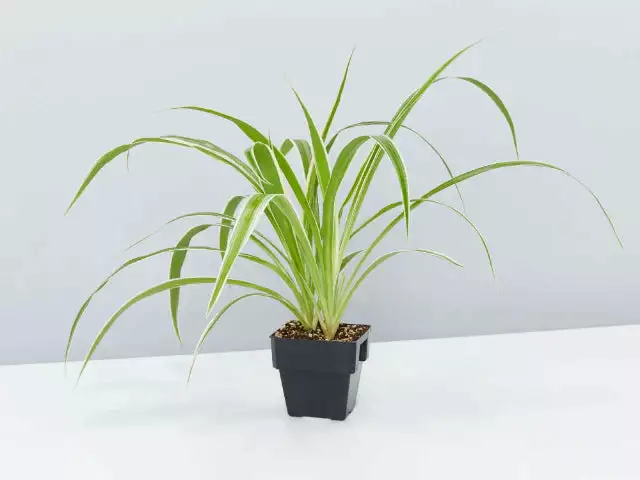 Tropical Mixed Pack 85mm 5 Tropical Mixed Pack 85mm - Image 3