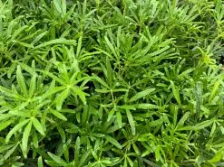 Choisya X Dewitteana White Dazzler 12 Choisya X Dewitteana White Dazzler -Plants in a Box Sales Shop ChoisyaDewitteanaWhiteDazzler Overhead f1917bc9 d4a6 42e4 9e1d 55a196f96856