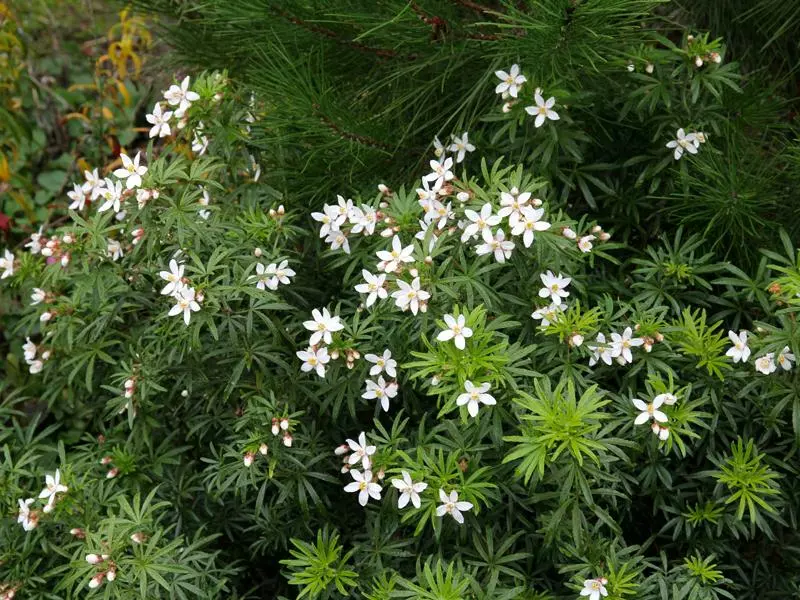 Choisya X Dewitteana White Dazzler 4 Choisya X Dewitteana White Dazzler - Image 2