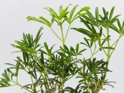 Choisya X Dewitteana White Dazzler 10 Choisya X Dewitteana White Dazzler -Plants in a Box Sales Shop ChoisyaxDewitteanaWhiteDazzler detail 522c760f b31b 4f86 9f29 2fc545c9ad15