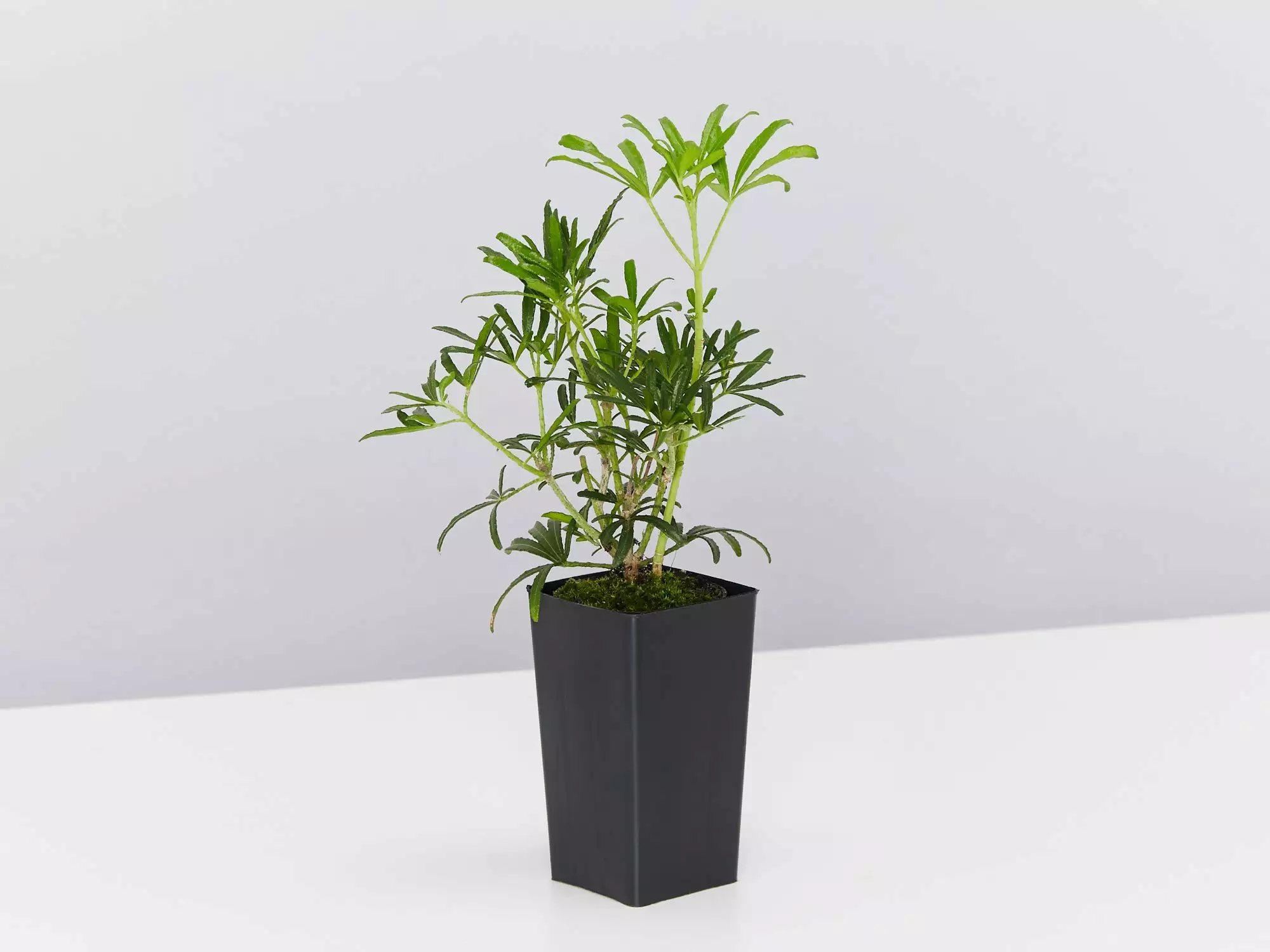 Choisya X Dewitteana White Dazzler 6 Choisya X Dewitteana White Dazzler - Image 4