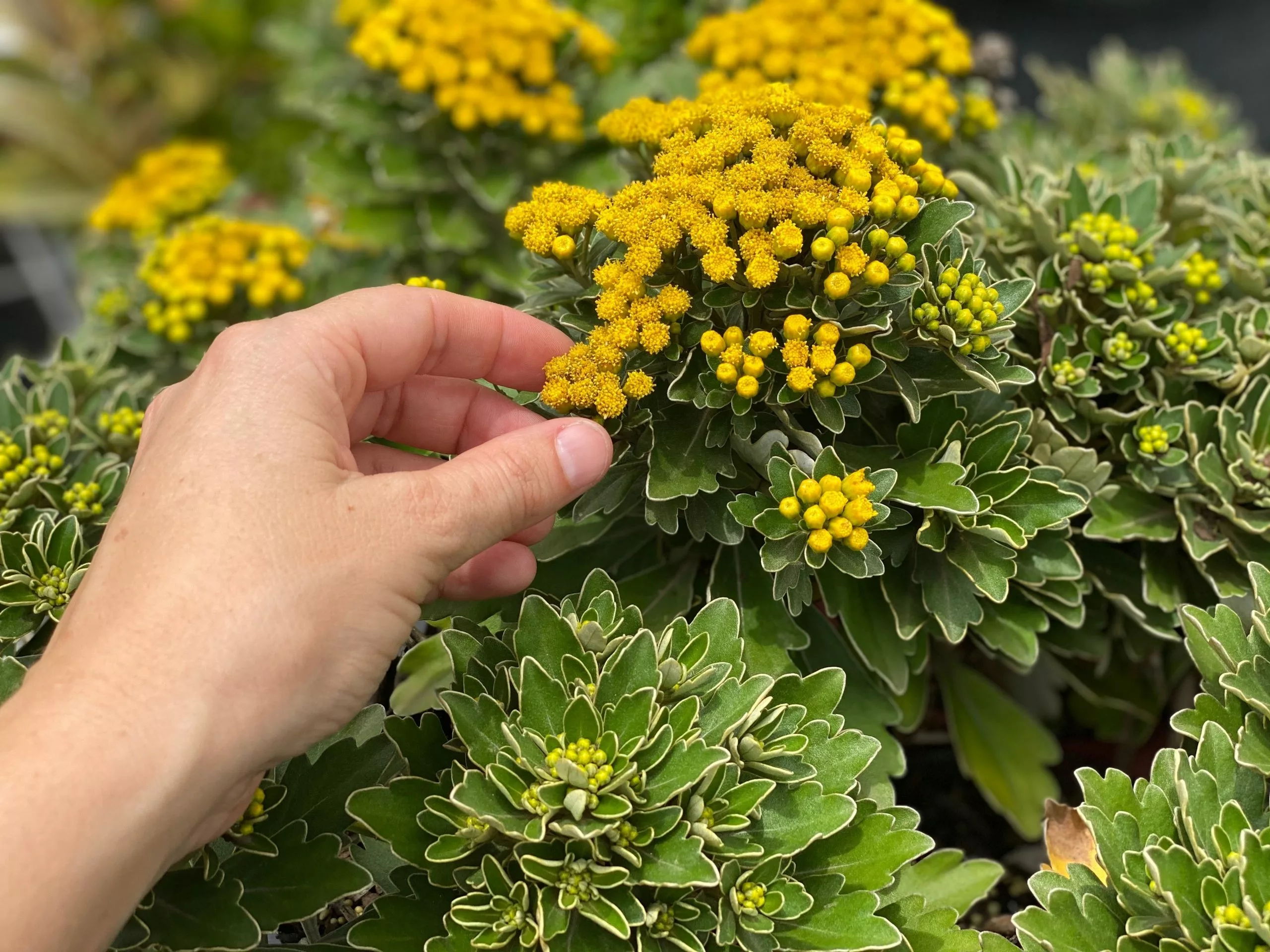 Chrysanthemum Silver And Gold 3 Chrysanthemum Silver And Gold