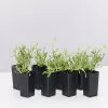 Chrysocephalum Apiculatum -Plants in a Box Sales Shop ChrysocephalumApiculatum 8plants 088411c8 e451 4253 8abb 67fdadc5c558
