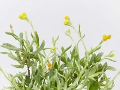 Chrysocephalum Apiculatum -Plants in a Box Sales Shop ChrysocephalumApiculatum detail 53c2f883 f335 45c4 b51a 8b380185a8b3