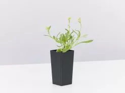 Chrysocephalum Apiculatum -Plants in a Box Sales Shop ChrysocephalumApiculatum single 0c885ad5 e465 4d07 be92 747d8cc3e5c4