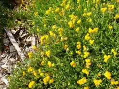 Chrysocephalum Apiculatum -Plants in a Box Sales Shop Chrysocephalum apiculatum 2 580x 4a45a806 4736 4888 8841 c5ea777851b1