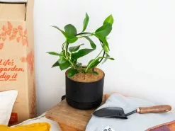 The Circle-O Plant Support Stake -Plants in a Box Sales Shop CircleStake01