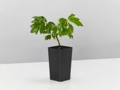 Cissus Ellen Danica -Plants in a Box Sales Shop CissusEllenDanica50mm single 4dd4da7b a628 467f b469 bec3c1ec381a