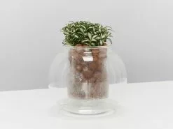 LECA - Canna Aqua Clay Balls 1L Bags -Plants in a Box Sales Shop ClearSelfWateringGlassPot detail 5 reshoot 64039649 41cf 4dce 8875 8612cc145c3e