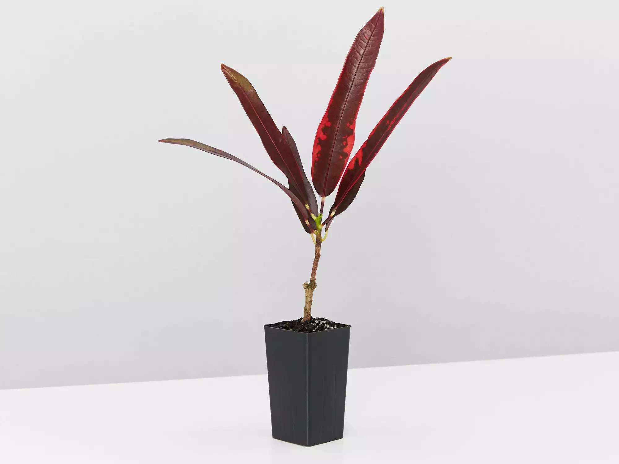 Croton'Mammy' 3 Croton'Mammy'