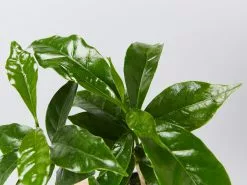 The Edible Plant Box -Plants in a Box Sales Shop CoffeeArabica detail 6a247625 c116 47d9 bd83 951286b67236