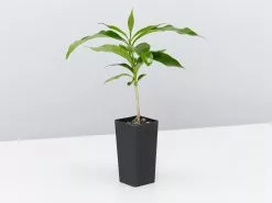 Coffea Arabica -Plants in a Box Sales Shop CoffeeArabica single 4bb973d2 68de 4fda beff c2f1d5519fc7