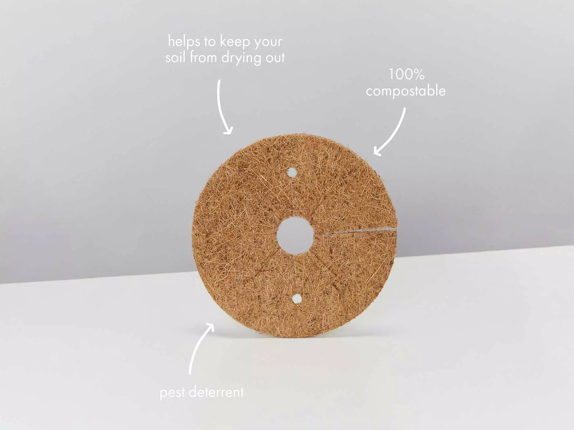 Sansevieria Trifasciata Golden Hahnii - Pot + Plant + Soil 15 Sansevieria Trifasciata Golden Hahnii - Pot + Plant + Soil - Image 13