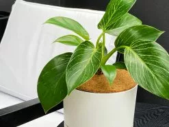 Coconut Coir Mats -Plants in a Box Sales Shop CoirMats03