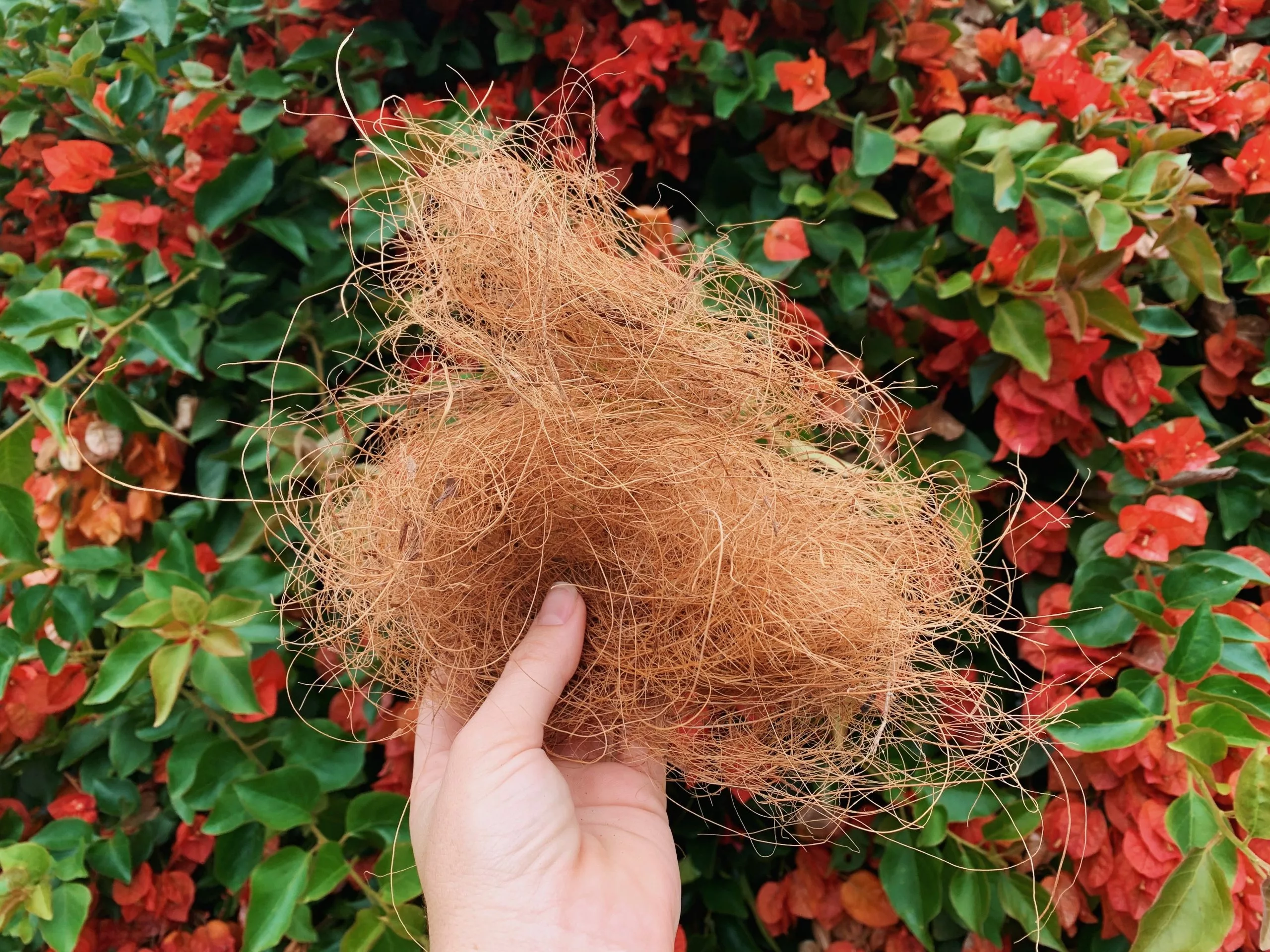 Coconut Coir (loose Bag) 3 Coconut Coir (loose Bag)