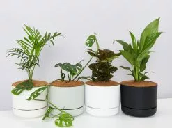 4 Plants & 4 Self-Watering Pot Set