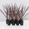 Cordyline Terminalis 'Red Sensation' 2 Cordyline Terminalis 'Red Sensation' -Plants in a Box Sales Shop CordylinaTerminalisRedSensation 8plants d9ed96d5 2487 4976 b25b bdec2906de1d