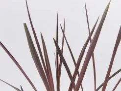 Cordyline Terminalis 'Red Sensation' -Plants in a Box Sales Shop CordylinaTerminalisRedSensation detail e029925b 6df7 4bb1 9d69 6cac6efaca23