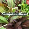 Cordyline Mixed Pack 2 Cordyline Mixed Pack -Plants in a Box Sales Shop CordylineMixed Cover2