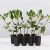 Cosmic Whiteâ„¢ Rhaphiolepis Indica â€˜RAPH01â€™ Pbr -Plants in a Box Sales Shop CosmicWhiteTMRhaphiolepisIndicaRaphol 8plants bd0c180e 830d 4854 977d 49defb6b1410