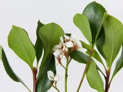 Cosmic Whiteâ„¢ Rhaphiolepis Indica â€˜RAPH01â€™ Pbr -Plants in a Box Sales Shop CosmicWhiteTMRhaphiolepisIndicaRaphol detail 53e8350c 69c4 4265 b71f 4d347a4fed04