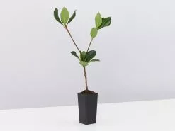 Cosmic Whiteâ„¢ Rhaphiolepis Indica â€˜RAPH01â€™ Pbr -Plants in a Box Sales Shop CosmicWhiteTMRhaphiolepisIndicaRaphol single ea43af46 9625 4dc4 ad5c 8d40231f56a5