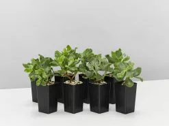 Crassula Arborescens Blue Waves