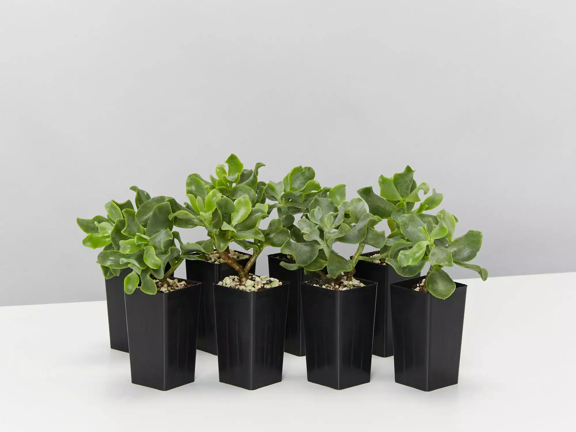 Crassula Arborescens Blue Waves 3 Crassula Arborescens Blue Waves