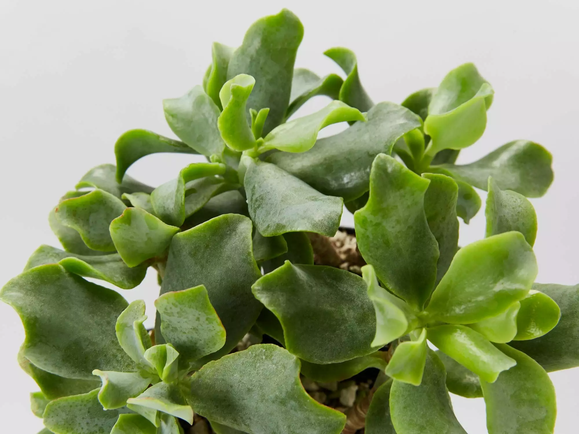 Crassula Arborescens Blue Waves 4 Crassula Arborescens Blue Waves - Image 2