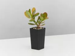 Crassula Ovata Red Edge -Plants in a Box Sales Shop CrassulaOvataRedEdge single eda061c5 cd9a 4b26 b226 e7ff5778afa3