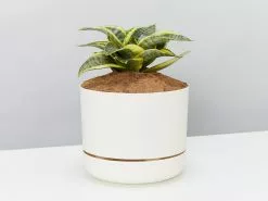 Sansevieria Trifasciata Golden Hahnii - Pot + Plant + Soil