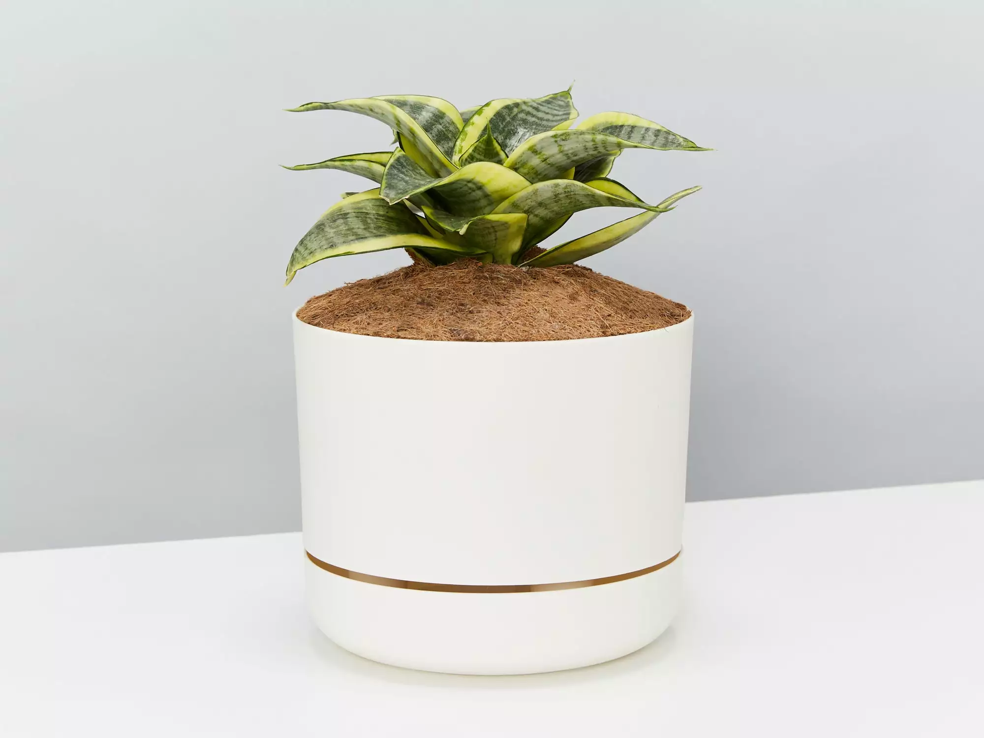 Sansevieria Trifasciata Golden Hahnii - Pot + Plant + Soil 3 Sansevieria Trifasciata Golden Hahnii - Pot + Plant + Soil