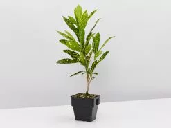 Speckled Croton -Plants in a Box Sales Shop CrotonSpeckledGoldDust single a6338162 754b 480e 9be2 7f594de4fbff