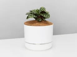 Ctenanthe Burle Marxii- Pot + Plant + Soil 18 Ctenanthe Burle Marxii- Pot + Plant + Soil -Plants in a Box Sales Shop CtenantheBurleMarxiiInMrKitlyPotWhite