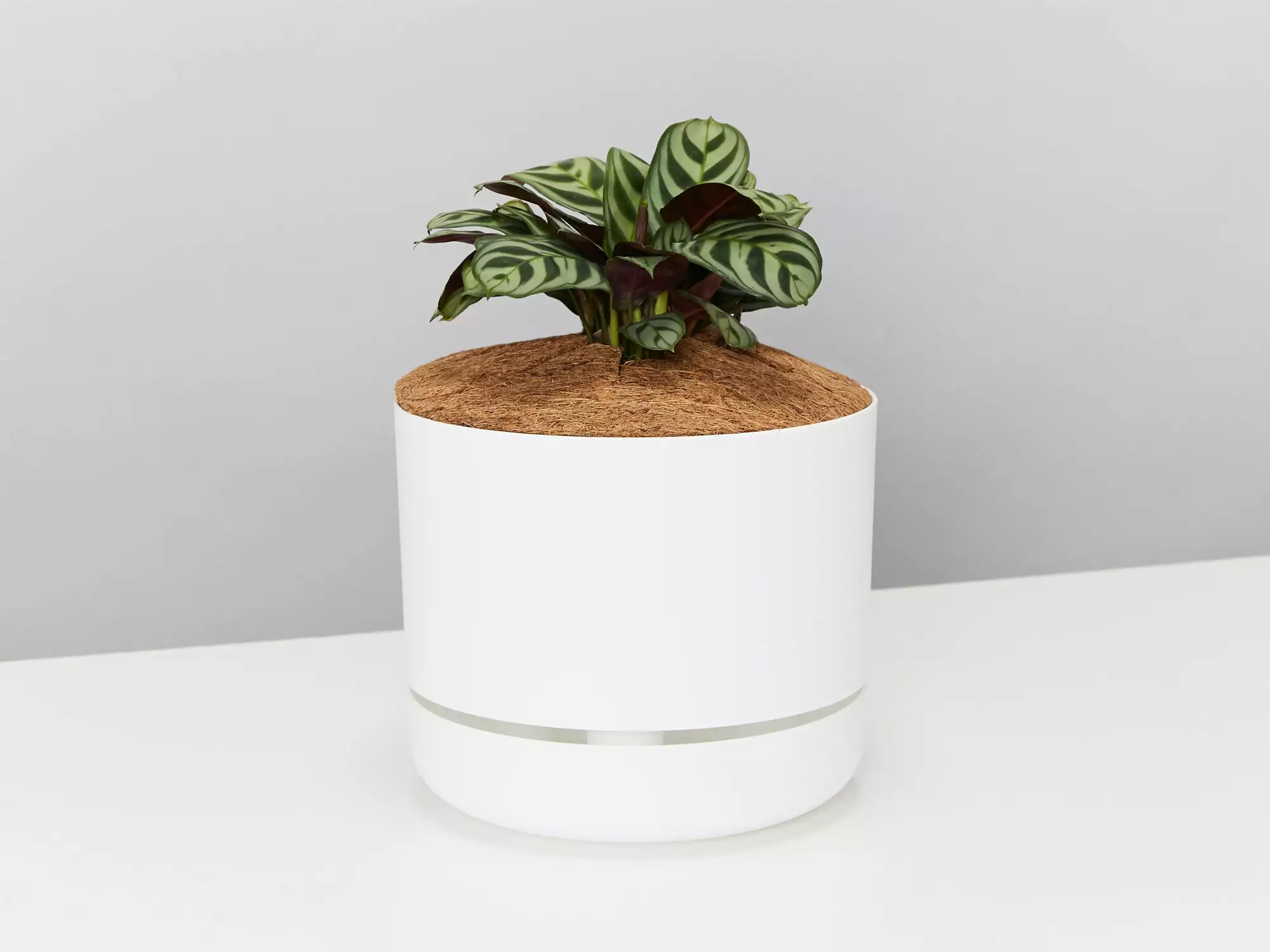 Ctenanthe Burle Marxii- Pot + Plant + Soil 8 Ctenanthe Burle Marxii- Pot + Plant + Soil - Image 6