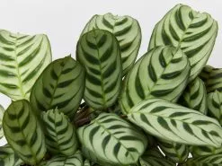 Calathea And Ctenanthe Houseplant Pack - Large -Plants in a Box Sales Shop CtenantheBurleMaxii detail 0e7be571 4023 4184 b6bc c388c155f917