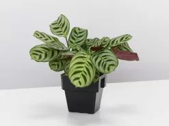 Calathea And Ctenanthe Houseplant Pack - Large -Plants in a Box Sales Shop CtenantheBurleMaxii single b1f3976c f6d7 4d07 bc32 de1f332d5125