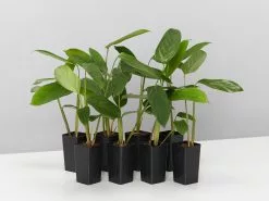 Ctenanthe Lubbersiana The Green Never Never Plant