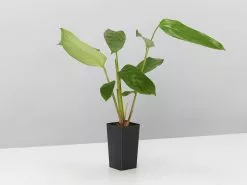 Ctenanthe Lubbersiana The Green Never Never Plant -Plants in a Box Sales Shop CtenantheLubbersina single 83231d7c b8fe 4625 90b8 ac3c2c8eda6e