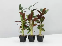 Ctenanthe Setosa Houseplant Pack 11 Ctenanthe Setosa Houseplant Pack -Plants in a Box Sales Shop CtenantheSetosa 3plants e765d38c f8ab 42c5 83ef 39f7a106fc70