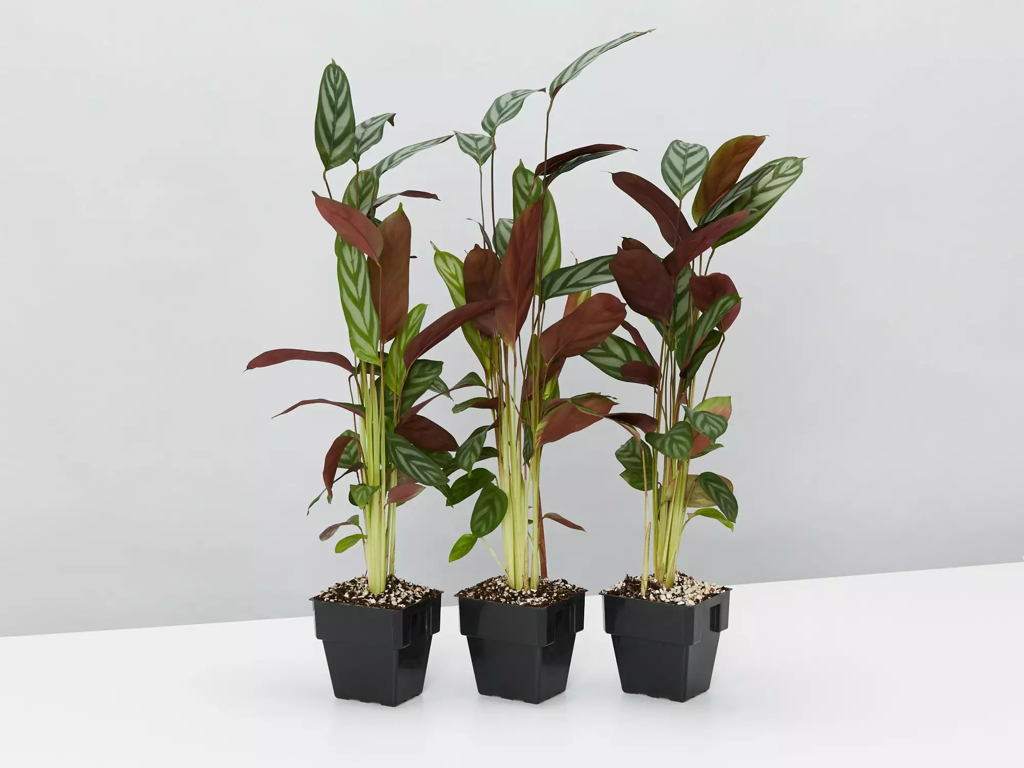 Ctenanthe Setosa Houseplant Pack 7 Ctenanthe Setosa Houseplant Pack - Image 5