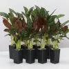Ctenanthe Setosa Grey Star -Plants in a Box Sales Shop CtenantheSetosa 8plants 9811385d 59ae 4b19 9264 f76311ca279c