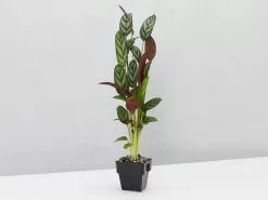 Ctenanthe Setosa Houseplant Pack 10 Ctenanthe Setosa Houseplant Pack -Plants in a Box Sales Shop CtenantheSetosa single 01b297c2 f252 484f b8ea f90e93500996