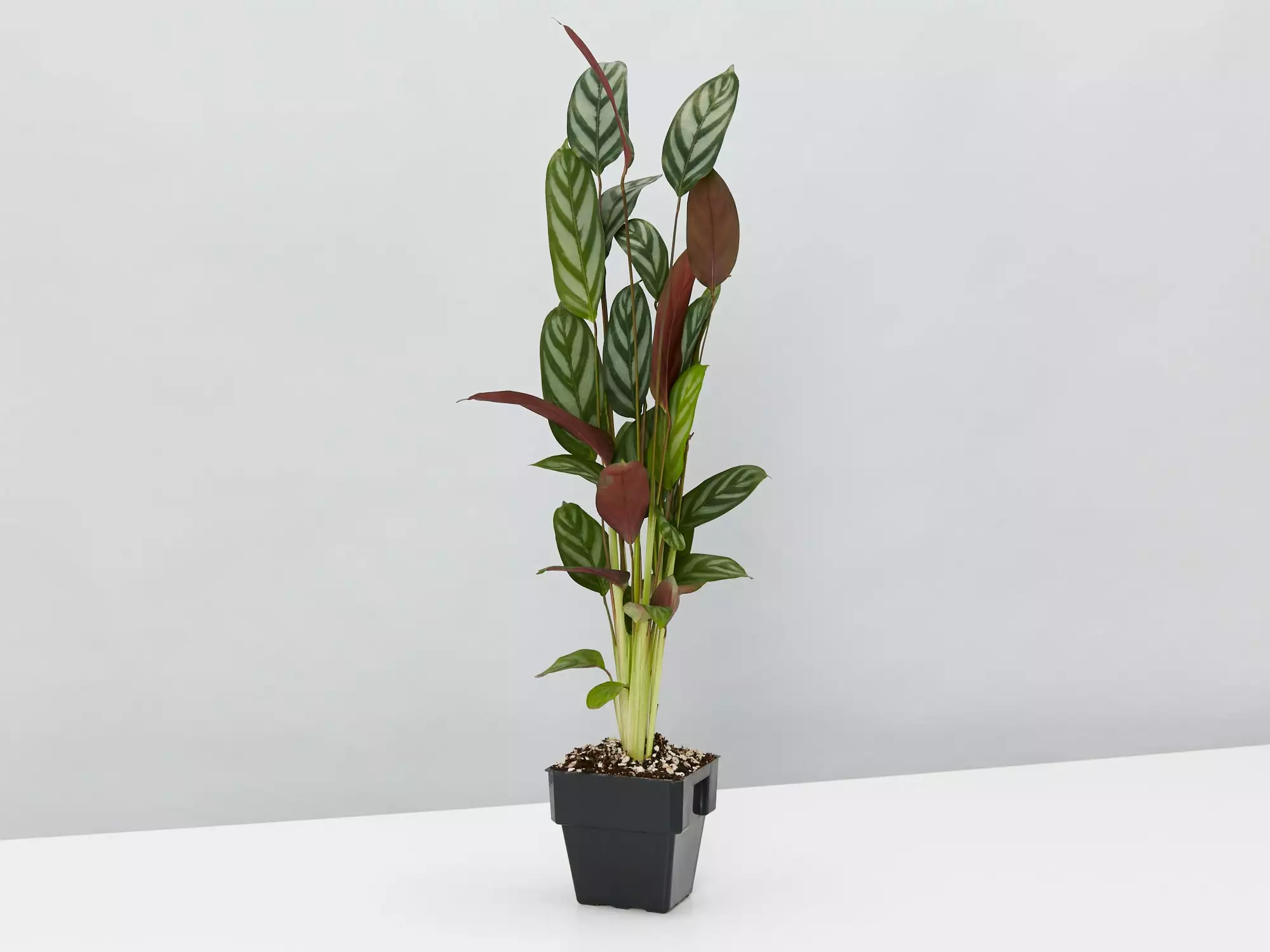 Ctenanthe Setosa Houseplant Pack 6 Ctenanthe Setosa Houseplant Pack - Image 4