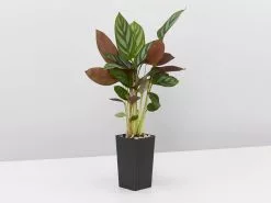 Calathea And Ctenanthe Houseplant Pack -Plants in a Box Sales Shop CtenantheSetosa single 1080x c559f41e b485 4c9d 98de 1851d1cf57d5